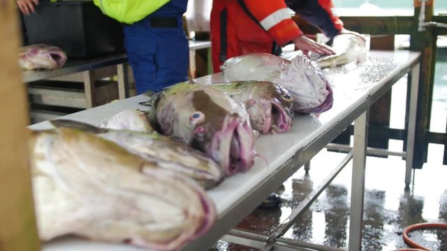 fisherman makes fish clean in norway