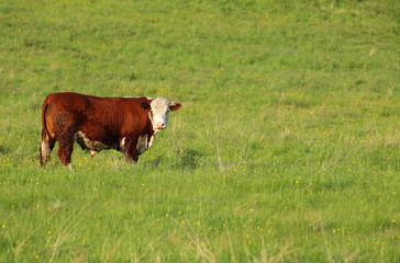 Fleckvieh bull standing on a meadow and watching