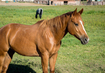 Naklejka na ściany i meble Perfect brown horse standing in a field