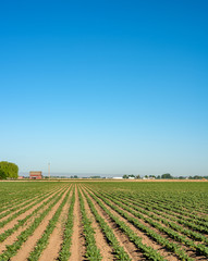 Farmers crops all in a row lead to a red barn