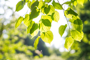Green background with bokeh