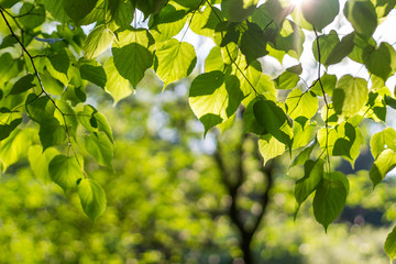 Green background with bokeh