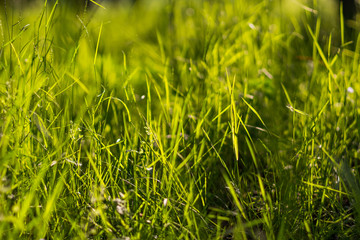 Green grass background bokeh blur.