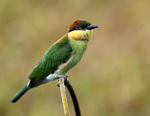 Juvenile of Chestnut-headed bee-eater (Merops leschenaulti) perc