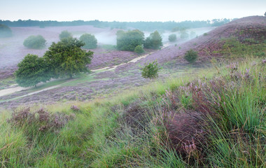 wzgórza z kwitnącym wrzosem i poranną mgłą - 116499632