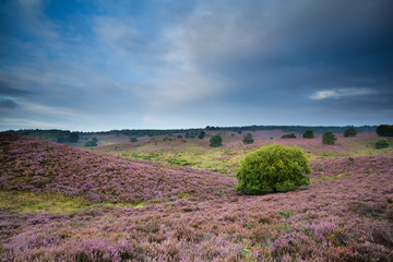 pink hills with flowering heather
