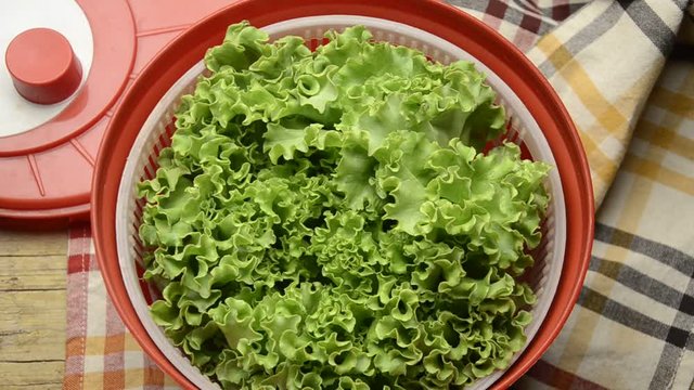 ဆလတ်ပင် Lactuca sativa Հազար մշակովի Sałata siewna Insalata gentile Латук посевной חסה תרבותית Kerti sal&aacute;ta Gartensalat &Mu;&alpha;&rho;&omicron;ύ&lambda;&iota; Laitue cultiv&eacute;e Blaarslaai خس