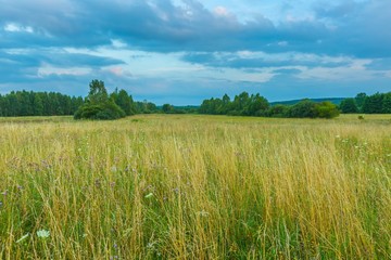 Wild meadow at evening landscape.