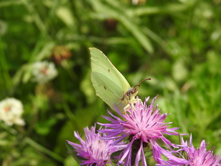Butterfly on a thistle