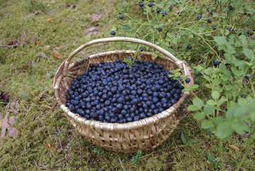 Fototapeta na wymiar Basket from a rod with blueberries in the forest.