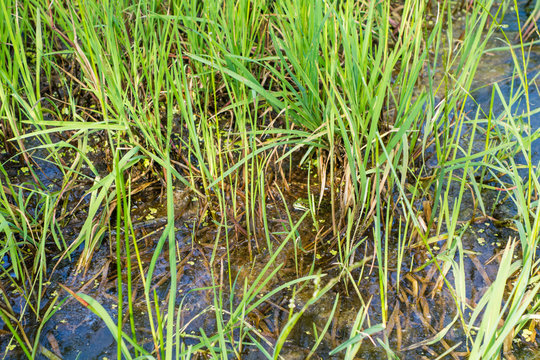 Frosch im Sumpfgras