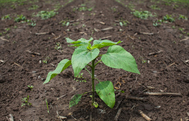 A young, green, unblown sunflowers growing in the retracted, abandoned rural economic field.