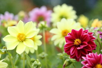 Obraz premium ダリアの花畑