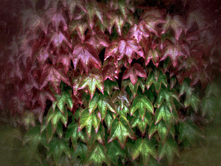 Virginia creeper