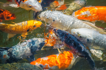 Obraz na płótnie Canvas Colorful Japanese carp swimming in the pond of a pack close up.