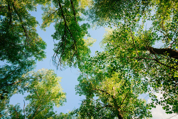 bottom view on the trees