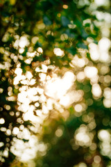Fototapeta premium blurred background of green leaves