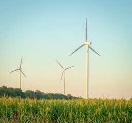 Windpark und Maisfeld in Österreich