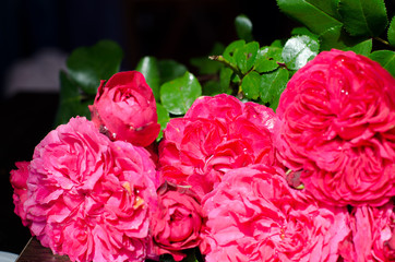 Few beautiful roses with dew drops for postcard, beige, congratulations, invitations, etc