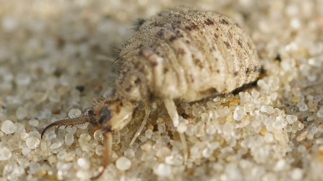 Video 1080p - Antlion larva burrows in the sand - super macro