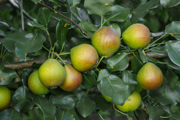 pears on tree branch