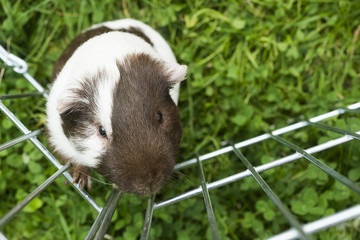 Obraz premium Guinea pig trying to escape from the paddock outside in the garden. Guinea pig (Cavia porcellus) is a popular household pet.