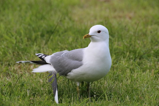 Common gull (Larus canus) with a loose feather