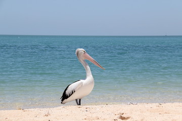 Fototapeta na wymiar Pelican at the beach