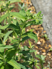 ムラサキ　薬用植物