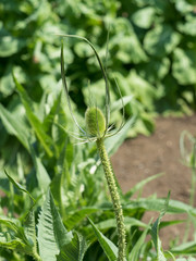 ラシャカキグサ　