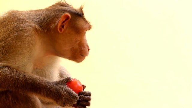 Indian macaques, bonnet macaques, or (lat. Macaca radiata).