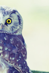 Boreal Owl