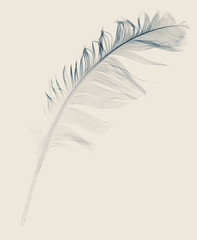 blue feather