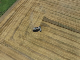 Harvesting wheat harvester