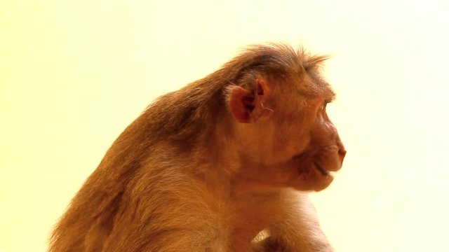 Indian macaques, bonnet macaques, or (lat. Macaca radiata).