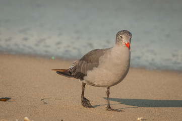 Adolescent, non-breeding Heerman's Gull searches the edge of the ocean for possible food.
