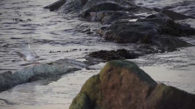 Bird on the beach