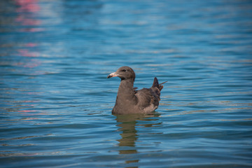 Juvenile Heerman's Gull waits patiently for a chance to find food.