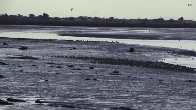 Flock of birds landing on a beach
