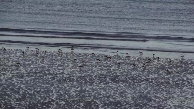 Birds on a beach
