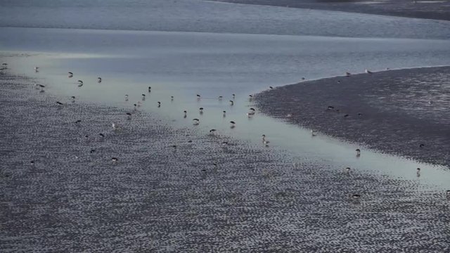 Birds of a beach in Ireland