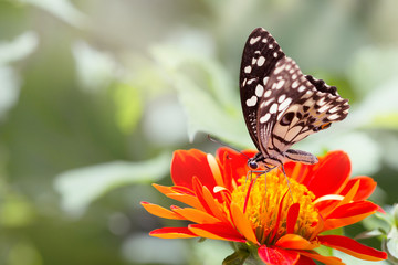 Beautiful butterfly