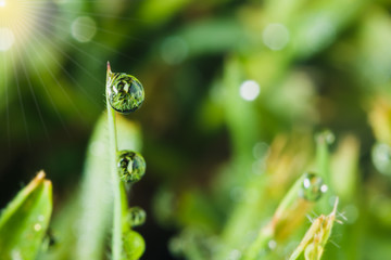 Dew  drops on  green   grass    leaves  with sun
