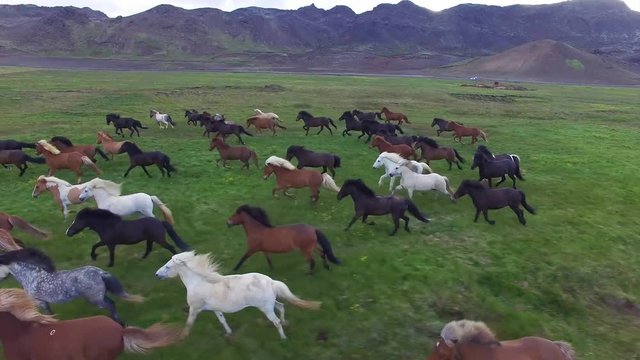Aerial footage of Icelandic horses in pasture in summer time in iceland. green grass and fantastic landscape surrounding the area. Horses grazing and running free in the field