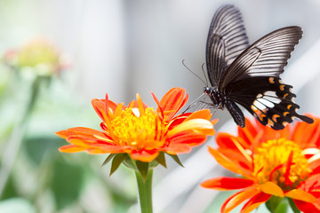 Beautiful butterfly