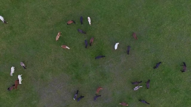 Aerial footage of Icelandic horses in pasture in summer time in iceland. green grass and fantastic landscape surrounding the area. Horses grazing and running free in the field