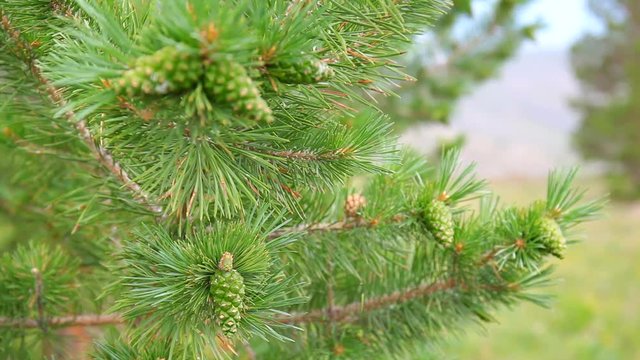 pine branch with green cones with a focus