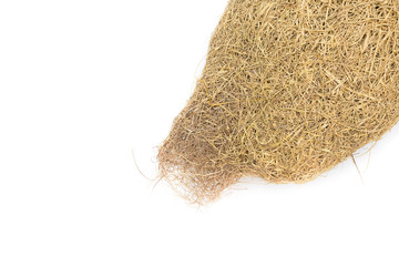 bird nest baya weaver skylark on white background.