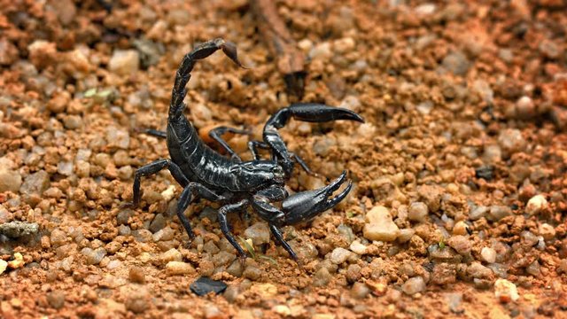Video UHD - Asian forest scorpion (Heterometrus) on stony ground