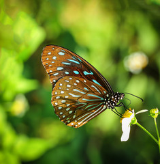 butterfly on flower
